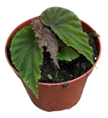 Begonia SP Black Bloodie 8cm Pot 15cm Height House Plant