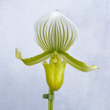 30- 40cm Paphiopedilum × Maudiae 'Femma' Orchid 9cm Pot House Plant