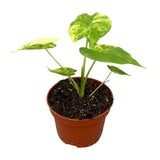 30 cm  Alocasia Gageana Aurea House Plant 10,5 cm Pot
