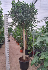 300 - 320cm XXL Ficus Rubiginosa Australis 75cm Pot House Plant