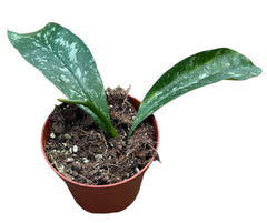 Hoya Occultata Splash 8cm Pot 10cm Height House Plant