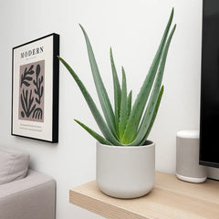30 - 40cm Aloe Vera 12cm Pot House Plant