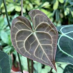 30 - 40cm Anthurium Clarinervium Laceleaf 12cm Pot House Plant