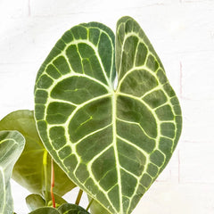30 - 40cm Anthurium Clarinervium Laceleaf 12cm Pot House Plant