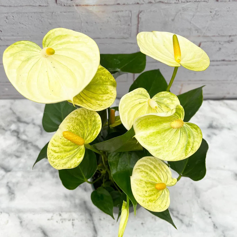 30 - 40cm Anthurium Vanilla Flower 12cm Pot House Plant