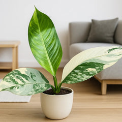 30 - 40cm Dieffenbachia Big Ben Variegata House Plant 17 m Pot