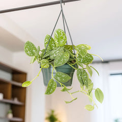 30 - 40cm Epipremnum Trebie Satin Pothos in Hanging Pot 15cm House Plant