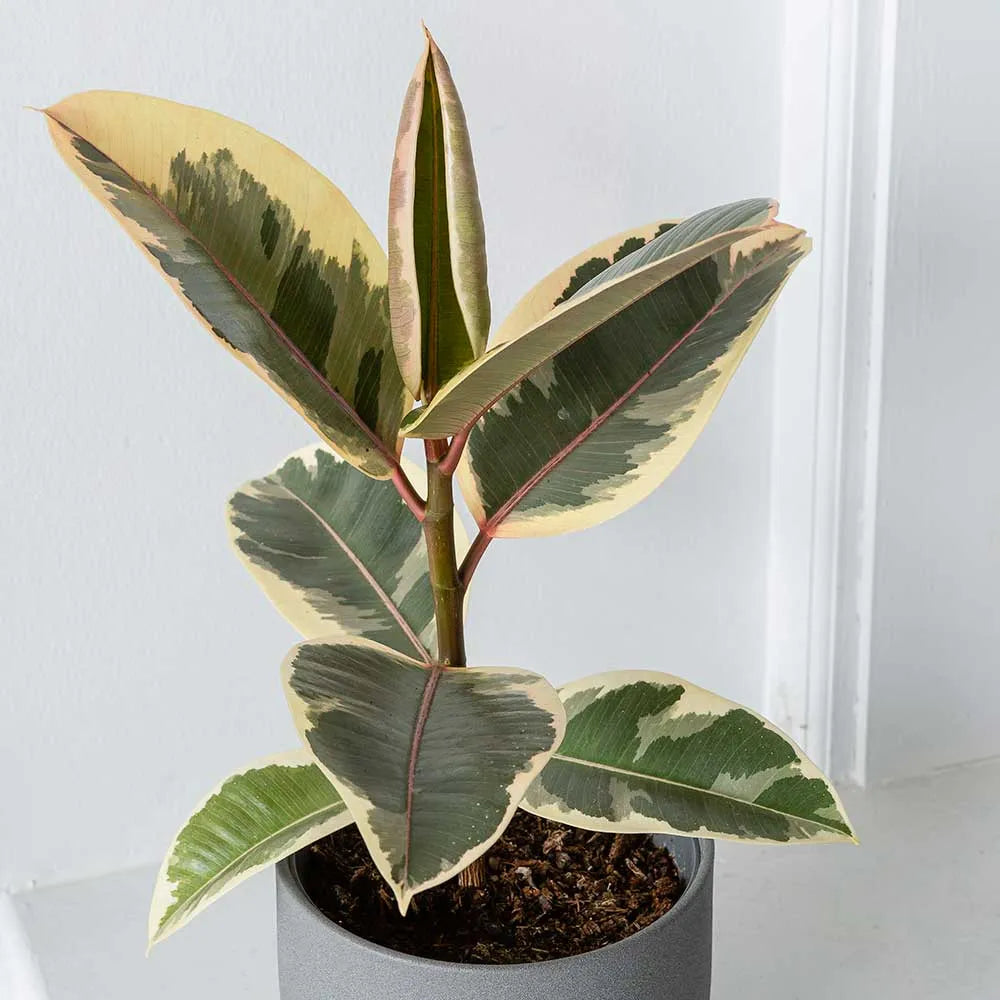 30 - 40cm Ficus Tineke Rubber Plant 12cm Pot House Plant
