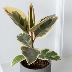 30 - 40cm Ficus Tineke Rubber Plant 12cm Pot House Plant