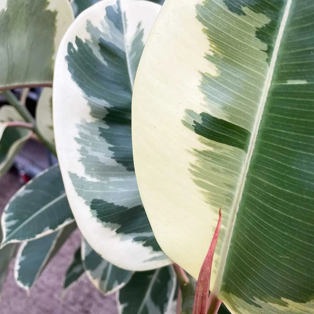 30 - 40cm Ficus Tineke Rubber Plant 12cm Pot House Plant
