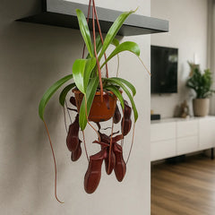 30 - 40cm Nepenthes Bill in Hanging Pot Monkey Jars 14cm Pot House Plant