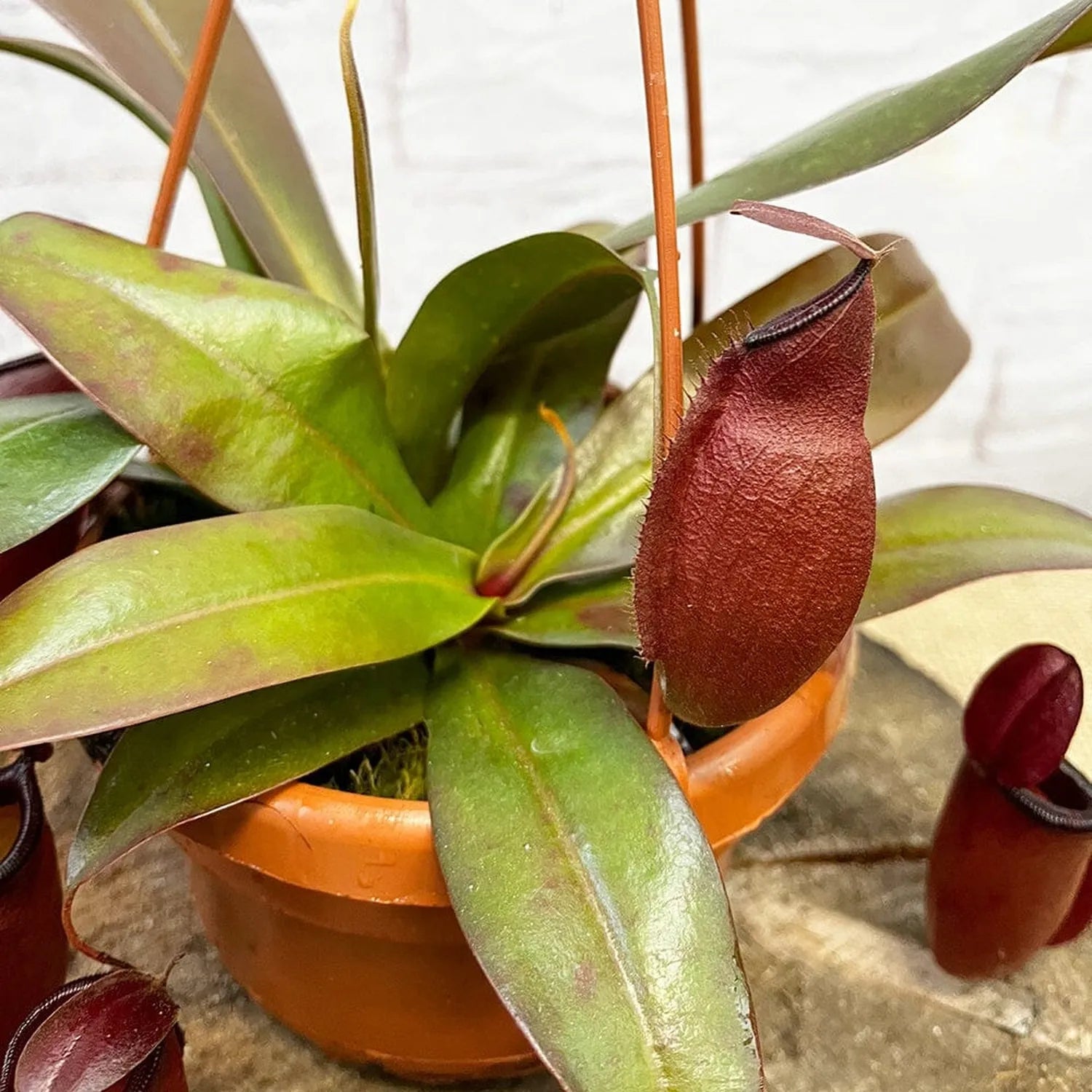 30 - 40cm Nepenthes Dark Secret in Hanging Pot Monkey Jars 14cm Pot House Plant