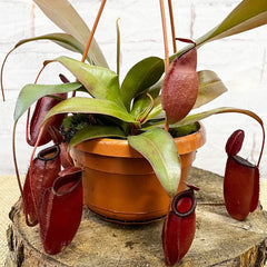 30 - 40cm Nepenthes Dark Secret in Hanging Pot Monkey Jars 14cm Pot House Plant