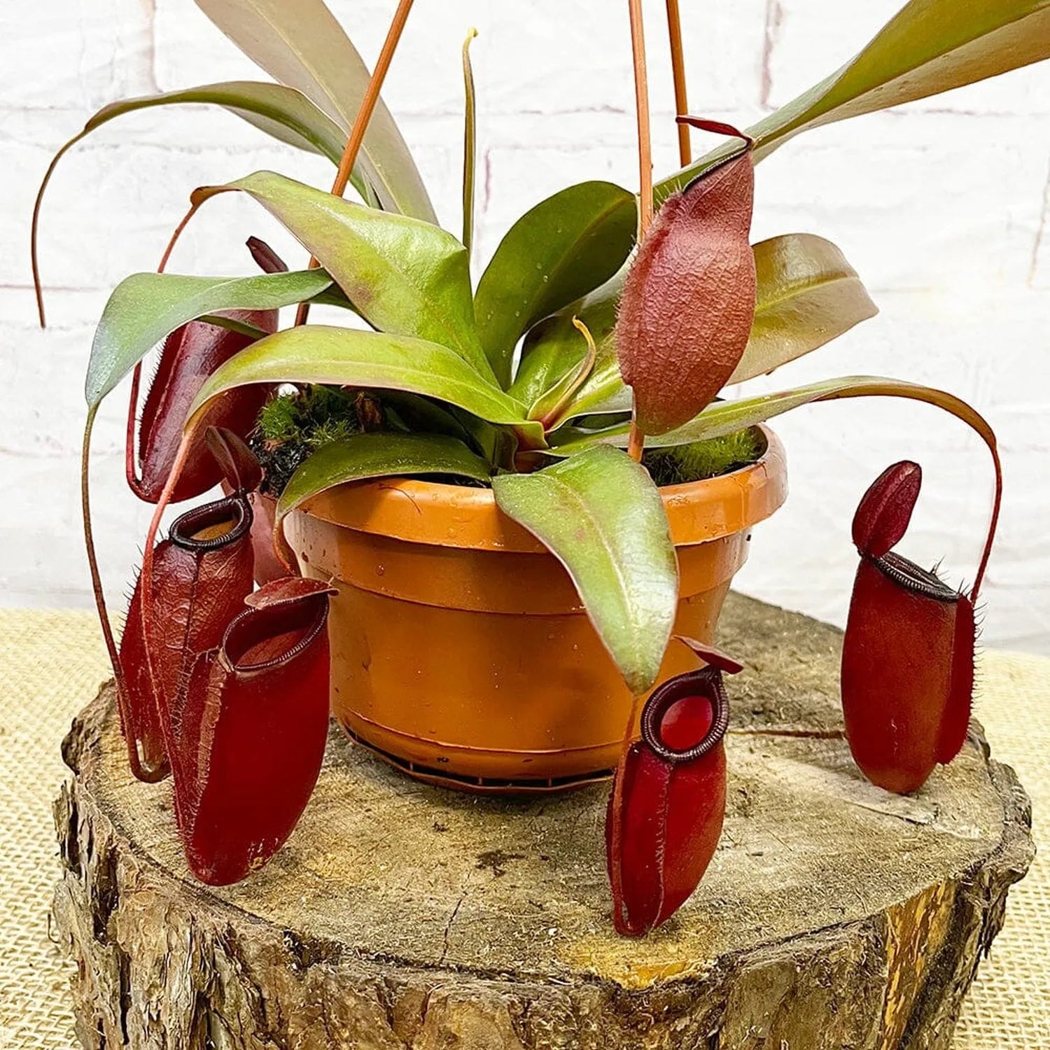 30 - 40cm Nepenthes Dark Secret in Hanging Pot Monkey Jars 14cm Pot House Plant