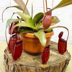 30 - 40cm Nepenthes Dark Secret in Hanging Pot Monkey Jars 14cm Pot House Plant