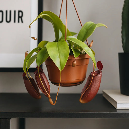 30 - 40cm Nepenthes Diana in Hanging Pot Monkey Jars 14cm Pot House Plant