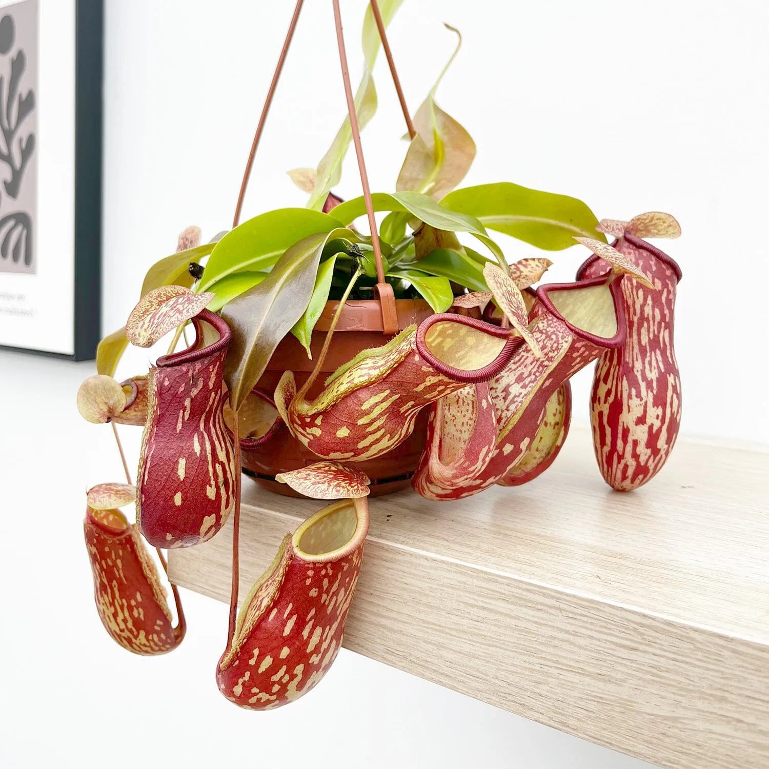 monkey pot plant 30