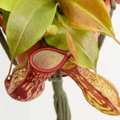 30 - 40cm Nepenthes Gaya in Hanging Pot Monkey Jars 14cm Pot House Plant