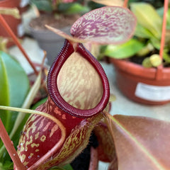 30 - 40cm Nepenthes Gaya in Hanging Pot Monkey Jars 14cm Pot House Plant