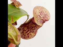 30 - 40cm Nepenthes Gaya in Hanging Pot Monkey Jars 14cm Pot House Plant