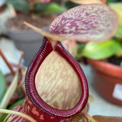 30 - 40cm Nepenthes Gaya in Hanging Pot Monkey Jars 14cm Pot House Plant