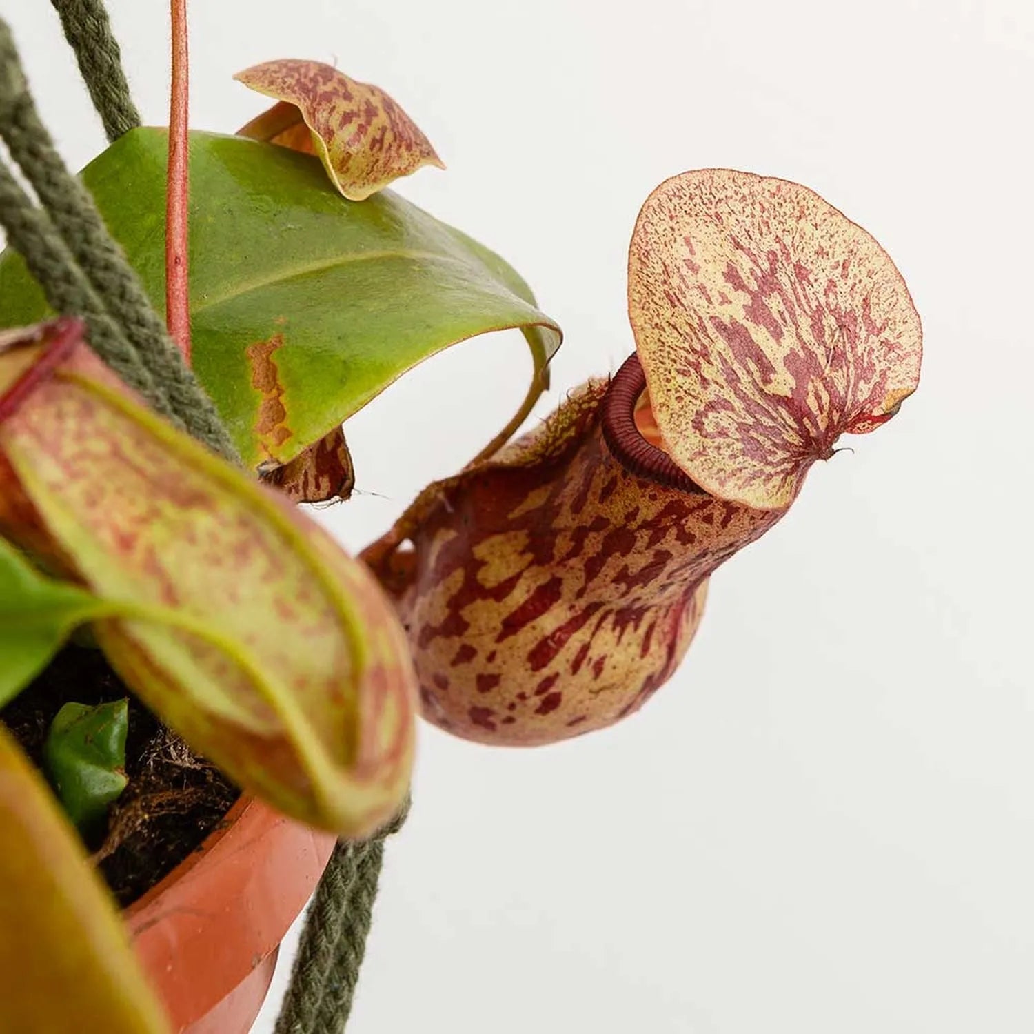 30 - 40cm Nepenthes Gaya in Hanging Pot Monkey Jars 14cm Pot House Plant