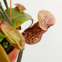 30 - 40cm Nepenthes Gaya in Hanging Pot Monkey Jars 14cm Pot House Plant