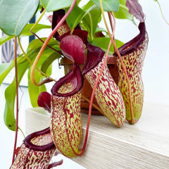 30 - 40cm Nepenthes Sam in Hanging Pot Monkey Jars 14cm Pot House Plant