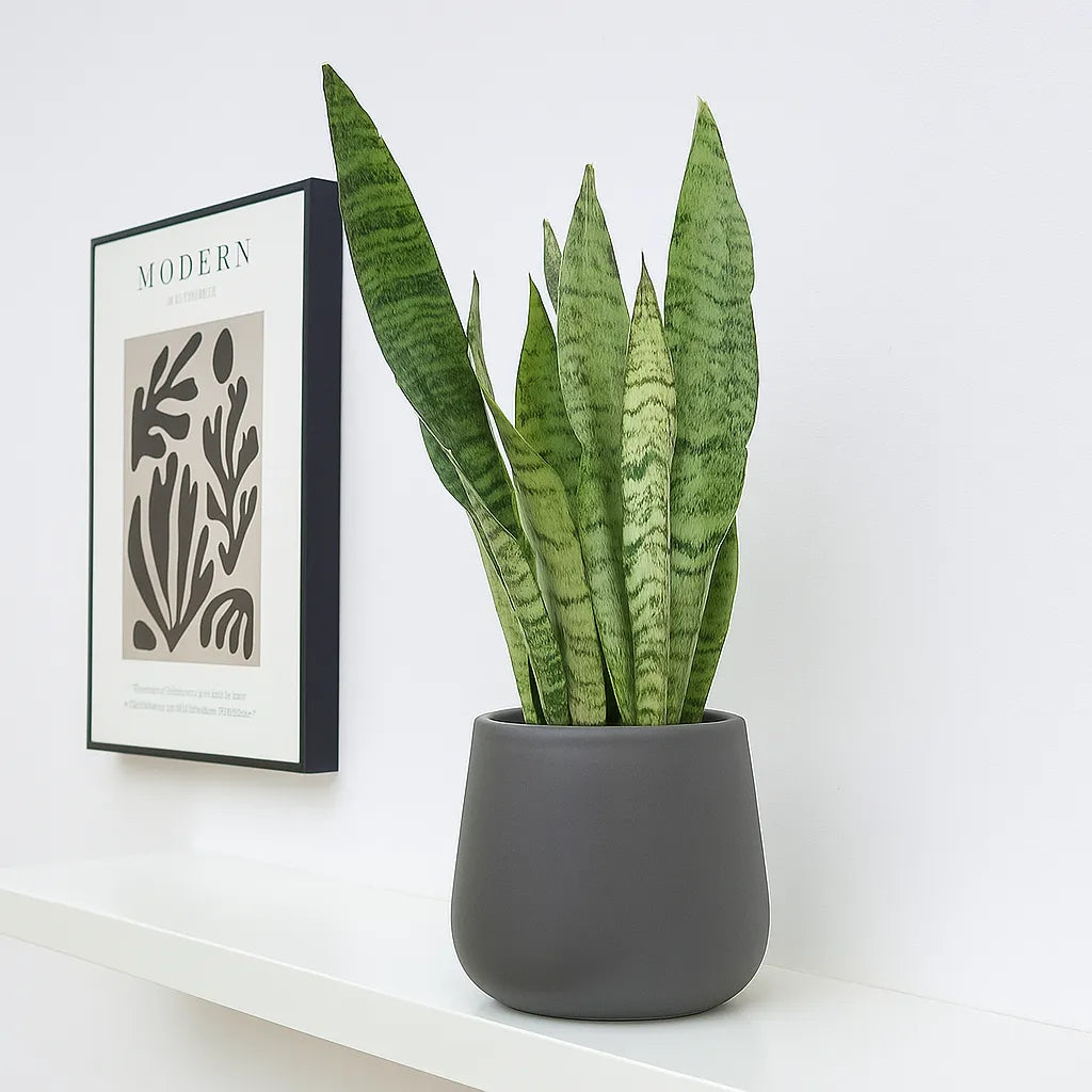 30 - 40cm Sansevieria Zeylanica House Plant in 12cm Pot