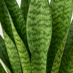 30 - 40cm Sansevieria Zeylanica House Plant in 12cm Pot