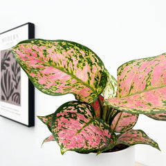 30 - 45cm Aglaonema Crimson Love Chinese Evergreen 12cm Pot House Plant