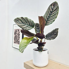 30 - 45cm Calathea Ornata Sanderiana Prayer Plant 14cm Pot House Plant