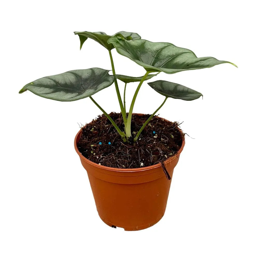 30 cm Alocasia Reversa House Plant 14 cm Pot
