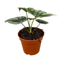 30 cm Alocasia Reversa House Plant 14 cm Pot
