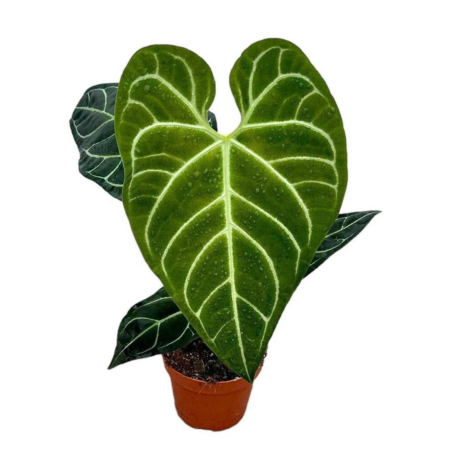 30 cm Anthurium Regale x Magnificum House Plant 14 cm Pot