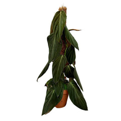 30 cm Philodendron Gigas House Plant 17 cm Pot