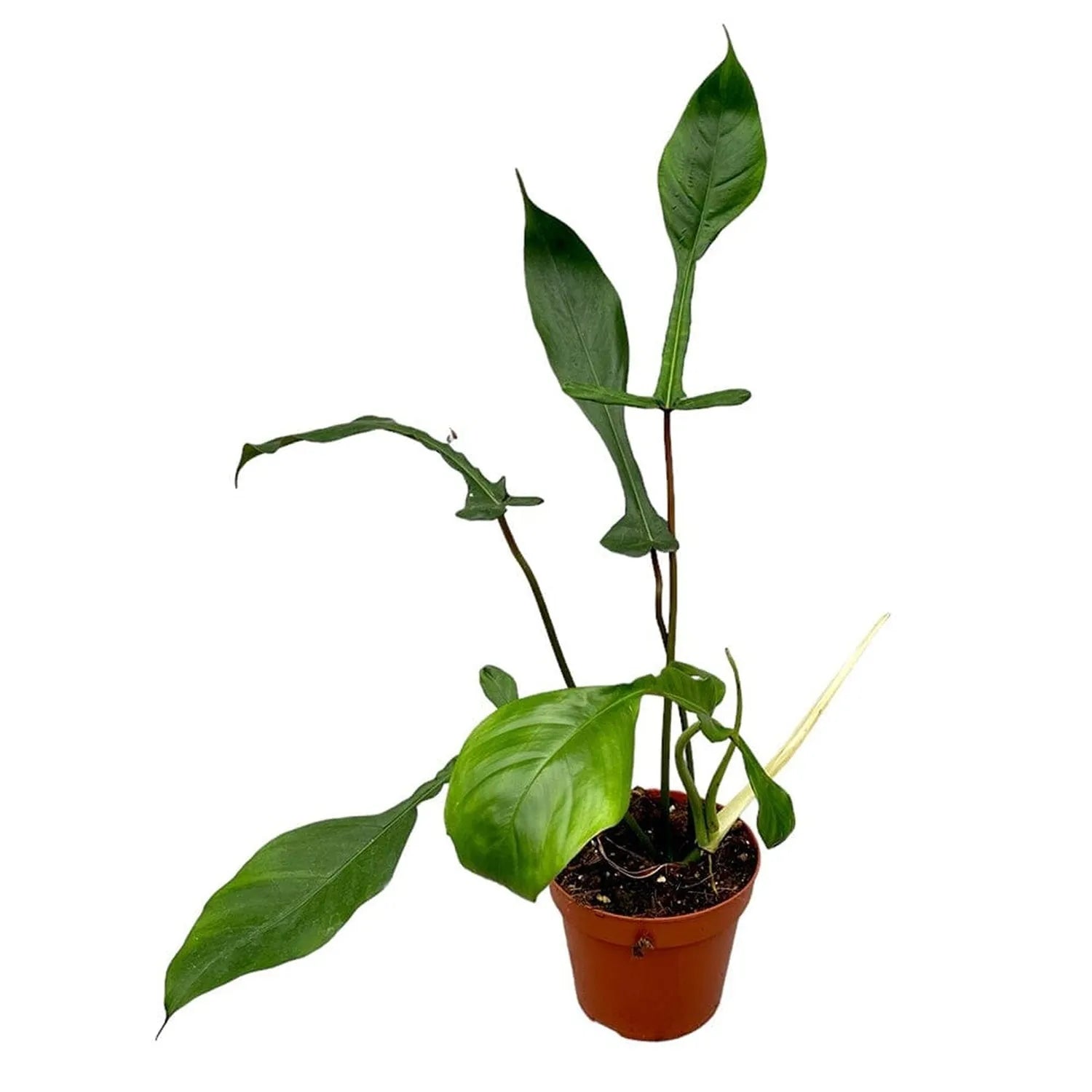 30 cm Philodendron Joepii House Plant 17 cm Pot