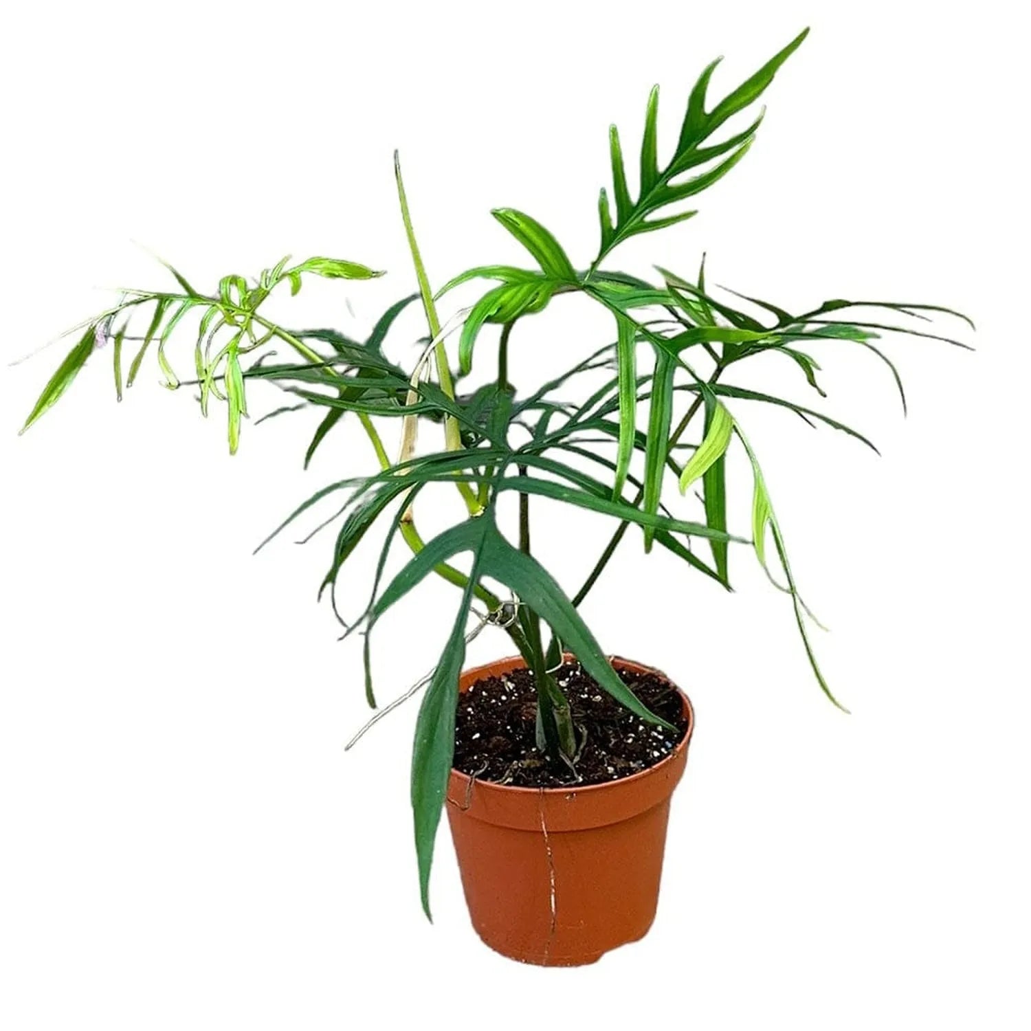 30 cm Philodendron Polypodioides House Plant 17 cm Pot