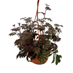30 cm Solanum Uleanum House Plant 14 cm Pot