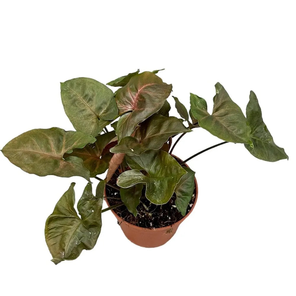 30 cm Syngonium brocante House Plant 12 cm Pot