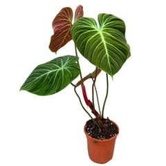 30cm Philodendron El Choco Red House Plant 19 cm Pot
