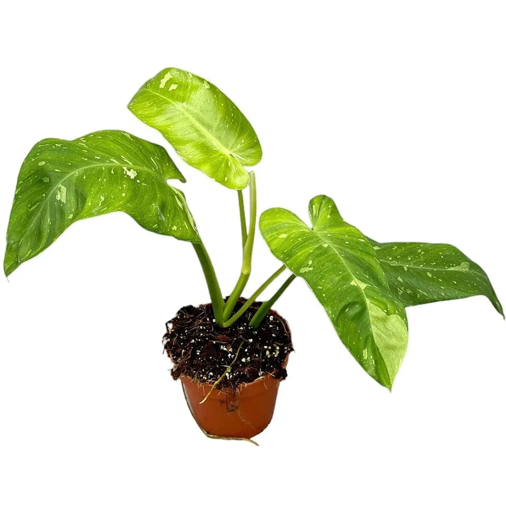 30cm Philodendron Jose Buono House Plant 17 cm Pot