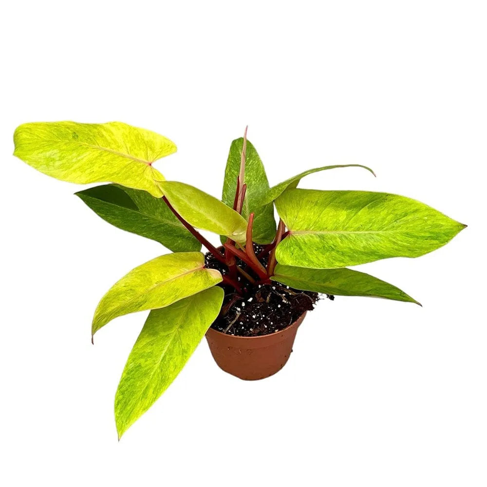 30cm Philodendron Painted Lady House Plant 12cm Pot