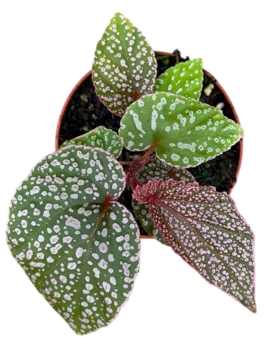 Begonia Morris 8cm Pot 15cm Height House Plant