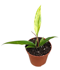 Philodendron Caramel Marble 8cm Pot House Plant