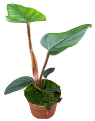 Philodendron Serpens 10.5cm Pot 20cm Height House Plant