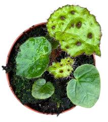 Begonia Ferox 8cm Pot 15cm Height House Plant