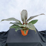 35 - 45cm Philodendron Erubescens 15cm Pot House Plant House Plant