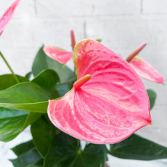 35 - 40cm Anthurium Cherry Love Pink Flower 12cm Pot House Plant