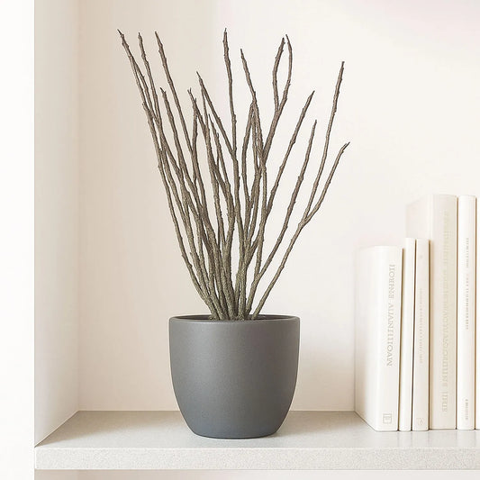 35 - 45cm Euphorbia Platyclada House Plant in 12cm Pot